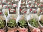 Sukulent Bahçesi Nikah Şekeri ve Hediyelik Fiyatları Ankara Etimesgut