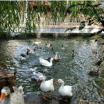 Çatalca Park Restaurant Düğün Fiyatları Çatalca İstanbul