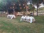 Yaprak Köy Wedding Hall Kır Düğünü Fiyatları Aliağa İzmir