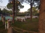 Yaprak Köy Wedding Hall Kır Düğünü Fiyatları Aliağa İzmir