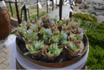 Maya Bistro Hotel Beach Söz & Nişan Fiyatları Seferihisar İzmir