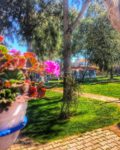 Mavi Zeytin Butik Otel Otelde Düğün Fiyatları Seferihisar İzmir