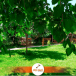 Ship Shack Cafe Restaurant Kır Düğünü Mekanları Fiyatları Tuzla İstanbul