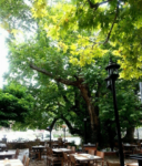 Çatalca Tarihi Çınaraltı Restaurant Kına Gecesi Fiyatları Çatalca İstanbul